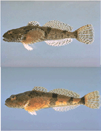 Banded Sculpin