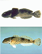 Black Sculpin