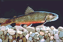 Brook Trout