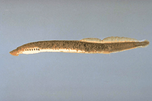 Mountain Brook Lamprey