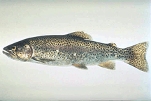 Rainbow Trout