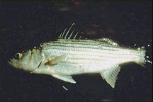 Striped Bass