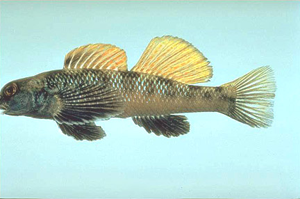 Longfin Darter