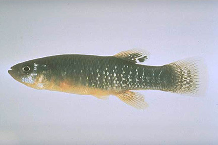 Mummichog