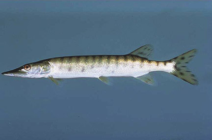 Muskellunge