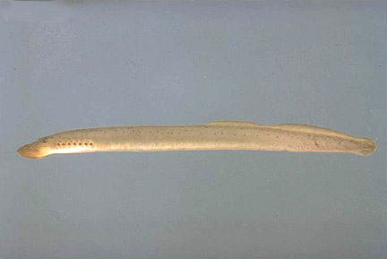 Ohio Lamprey