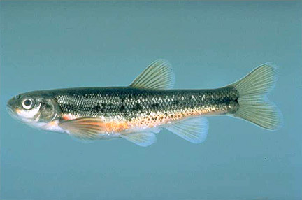 Pearl Dace