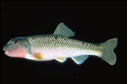 River Chub