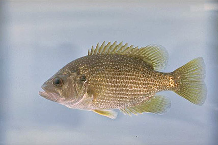 Roanoke Bass