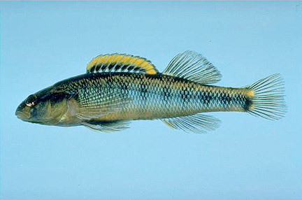 Roanoke Darter