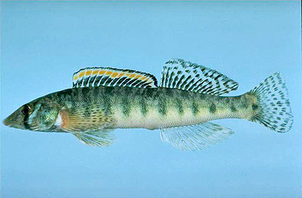 Roanoke Logperch