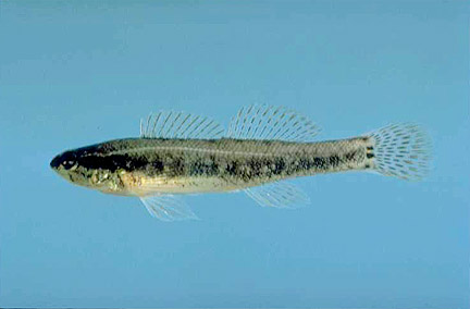 Sawcheek Darter