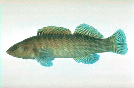 Sharphead Darter