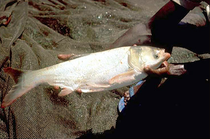 Silver Carp