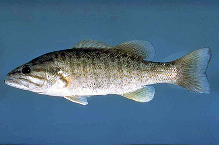 Smallmouth Bass