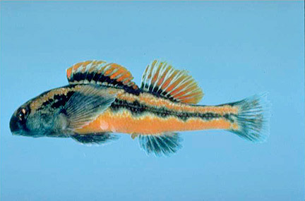 Snubnose Darter