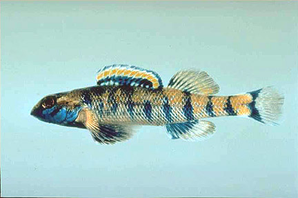 Speckled Darter