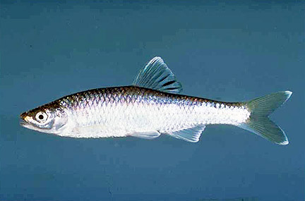 Spotfin Shiner