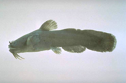 Tadpole-like Catfish 