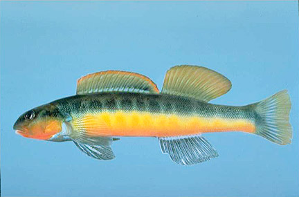 Tangerine Darter