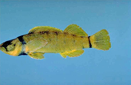 Tippecanoe Darter