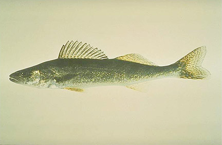 Walleye