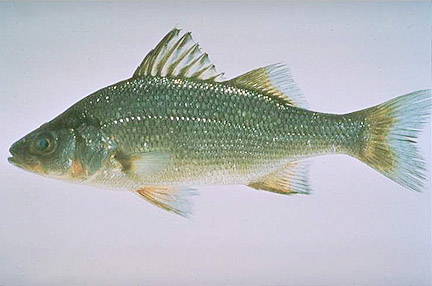 White Perch