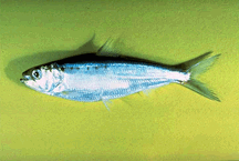 American Shad