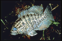 Banded Sunfish