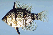 Blackbanded Sunfish