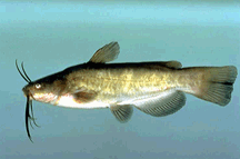 Brown Bullhead