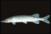 Chain Pickerel