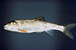 Fallfish