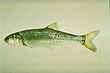 Fallfish