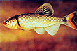 Fieryblack Shiner