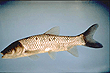 Grass Carp