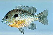 Hybrid: Redbreast Sunfish
