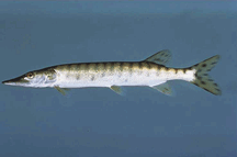 Muskellunge