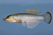 Northern Studfish