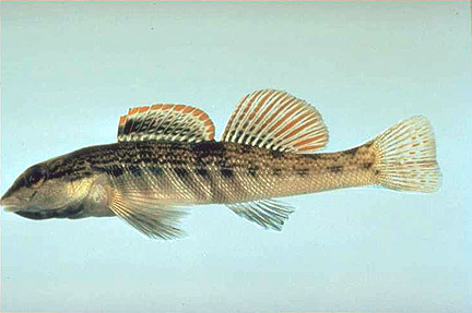 Ashy Darter