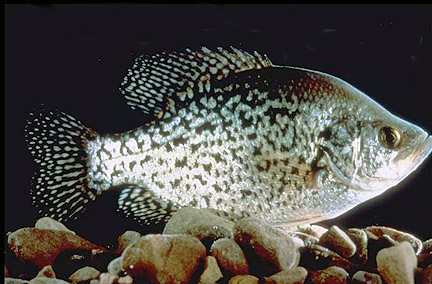 Black Crappie