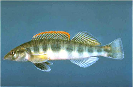 Blotchside Logperch