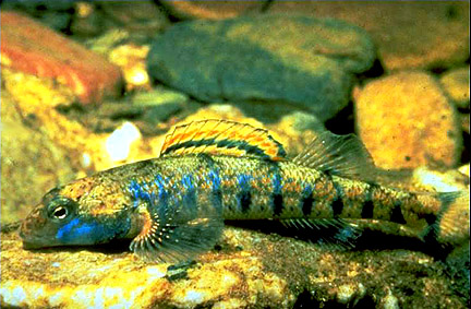 Blueside Darter