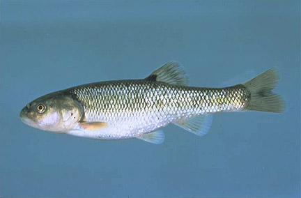 Creek chub, fish