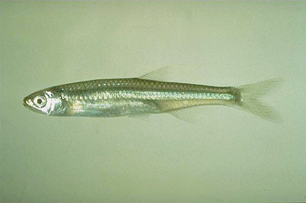 Emerald Shiner