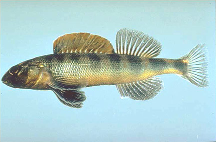 Gilt Darter