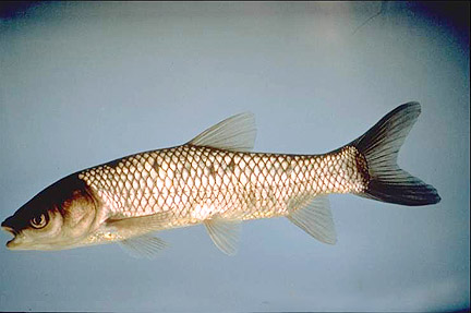 Grass Carp