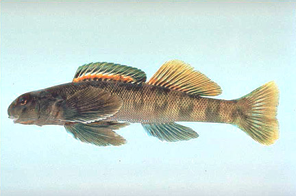 Greenside Darter