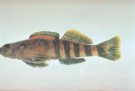 Greenside Darter