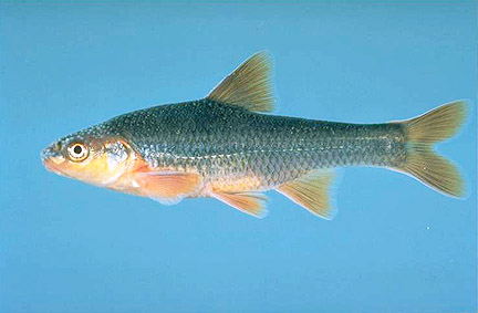 Highback Chub